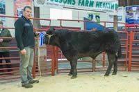 Reserve Champion Beast and Champion Galloway (4)